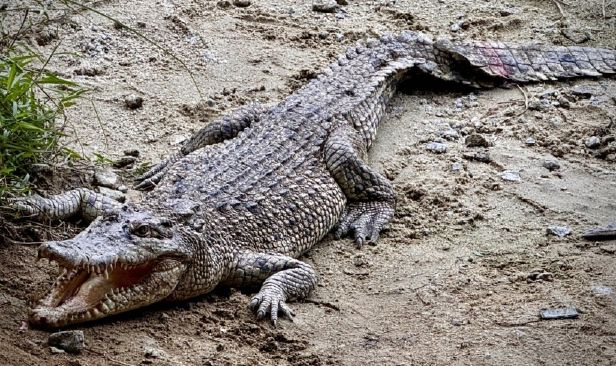 Buaya usia 130 tahun, terpanjang di Semenanjung ada di Teluk Sengat