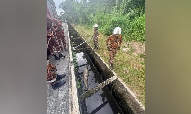 Bomba keluarkan buaya 3 meter dari parit di Sungai Manggis, Banting