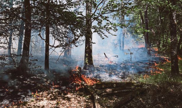 Kebakaran hutan lebih 1,300 hektar di selatan Paris disyaki perbuatan khianat