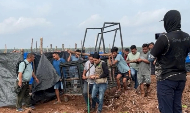 2 terbunuh diserang Harimau Sumatera, pihak berkuasa pasang perangkap