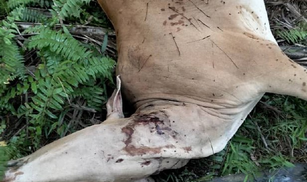 Peneroka rugi lebih RM6,000 selepas 6 lembu miliknya dipercayai dibaham harimau