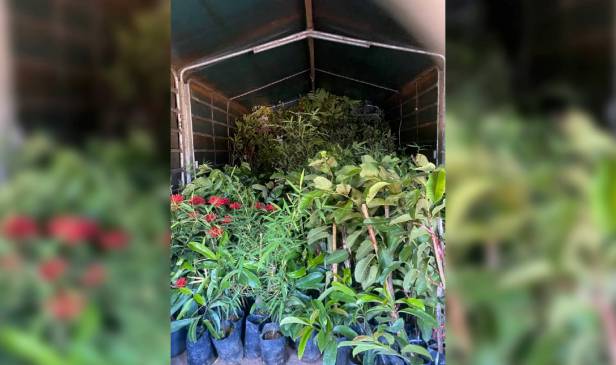 PGA rampas 1,600 anak pokok dan lori bernilai RM310,000