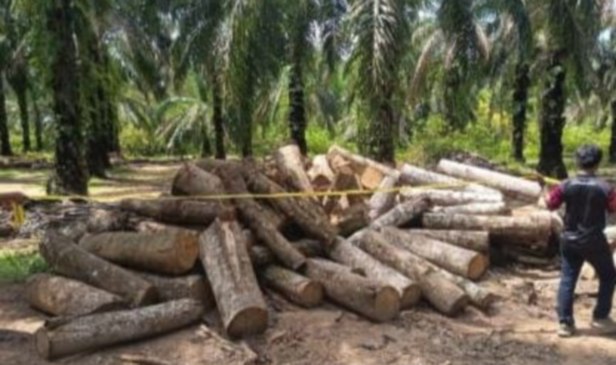 Kayu, jentera bernilai lebih RM2 juta dirampas, 4 warga Indonesia antara 10 ditahan
