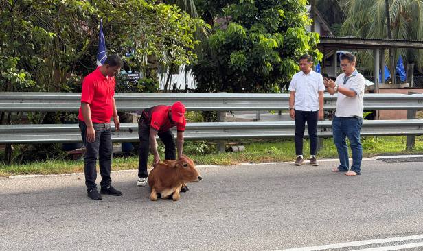 PRN NS: Dr Azizul Hakim bantu pemandu kemalangan terlanggar anak lembu