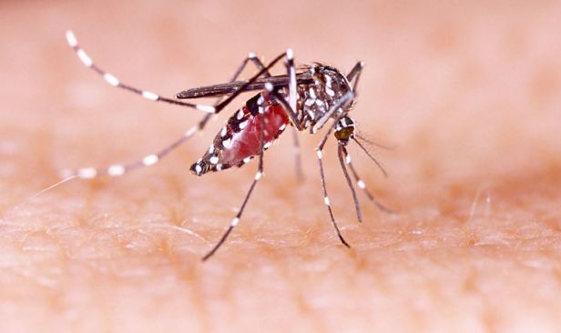 Kes denggi meningkat di Bangladesh, lebih 1,700 jangkitan direkodkan pada Jun