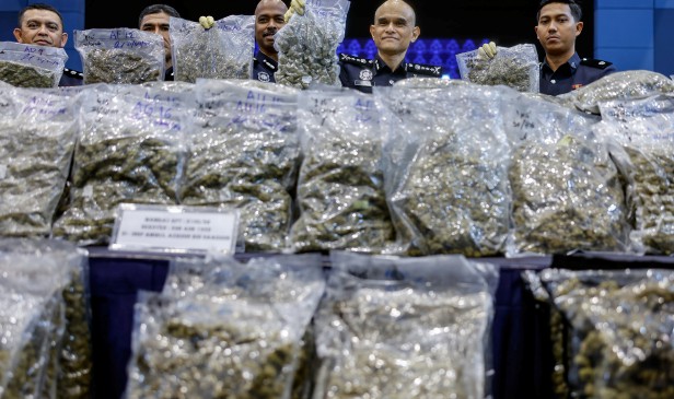 Polis Selangor tumpaskan dua sindiket penyeludupan, bunga ganja bernilai RM14.7 juta dirampas
