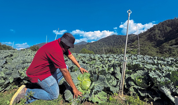 Harga turun, kos naik: Pengeluar sayur berisiko gulung tikar