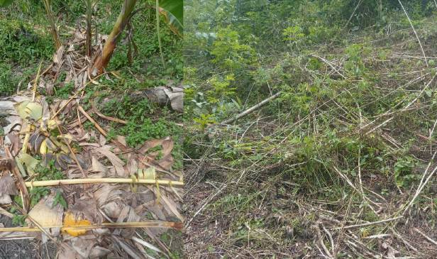 Orang Asli berputih mata kebun sudah sedia dituai hasil dimusnahkan gajah