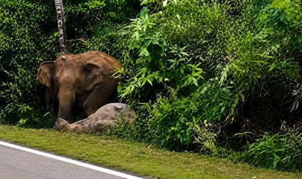 Laluan selamat untuk hidupan liar perlu disegerakan - WWF Malaysia