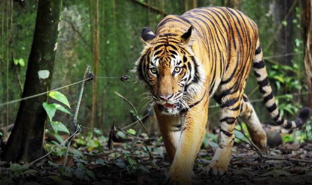 PERHILITAN benar pendakian Bukit Bangkong meskipun  kawasan rayau harimau belang
