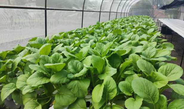 Petani perlu buat baja kompos sendiri guna sisa pertanian, kos lebih rendah