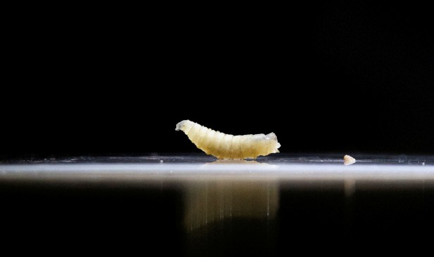 Kes cacing spesies 'screwworm' pemakan daging dikesan di Texas - USDA