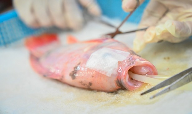 UPM perkenal teknologi pembedahan ikan