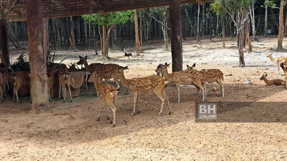bhquoc3