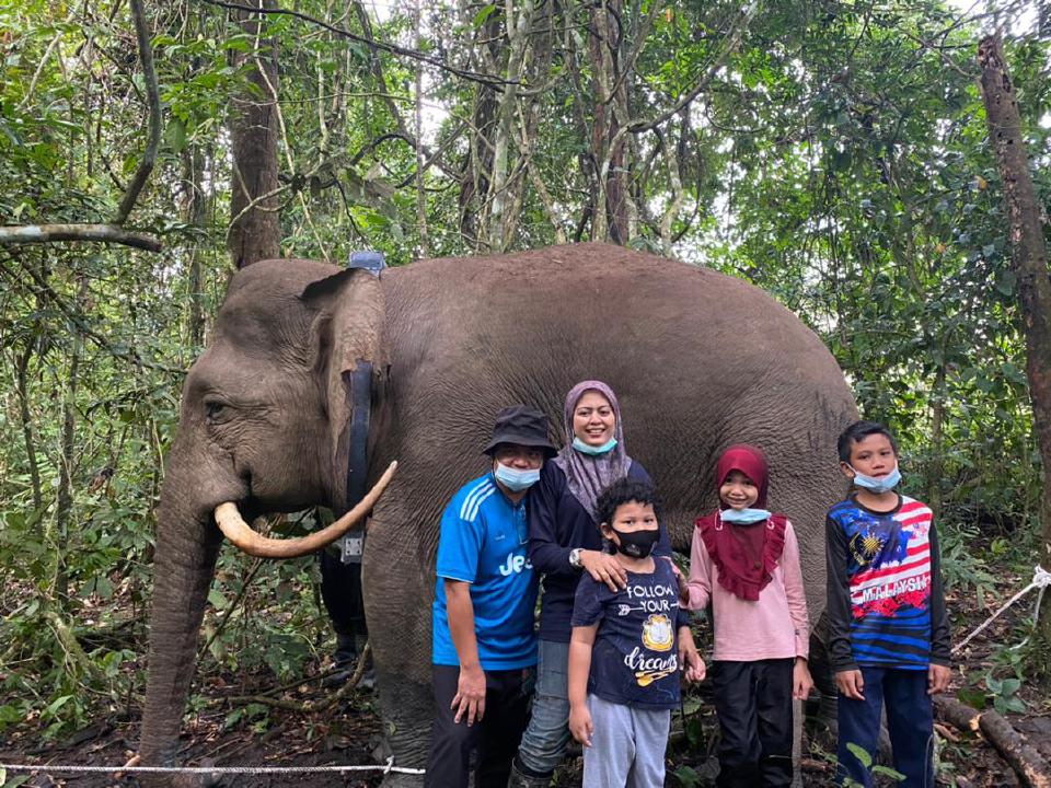 gajah8