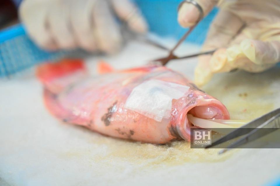 ikan upm2
