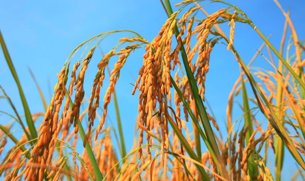 4 langkah berdepan ancaman berganda fenomena El Nino, konflik geopolitik