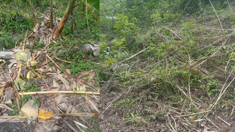 Orang Asli berputih mata kebun sudah sedia dituai hasil dimusnahkan gajah