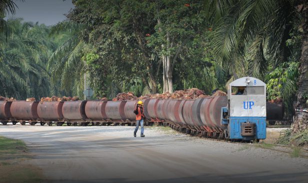 Untung bersih suku kedua United Plantations merosot kepada RM194 juta